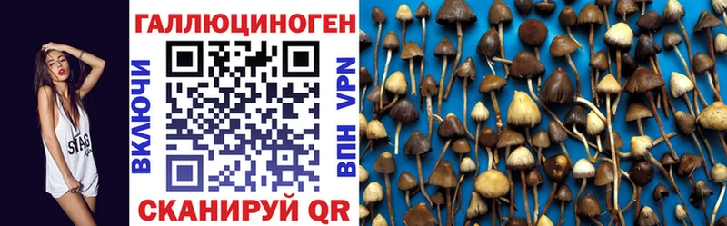 где найти   Ипатово  Псилоцибиновые грибы мицелий 